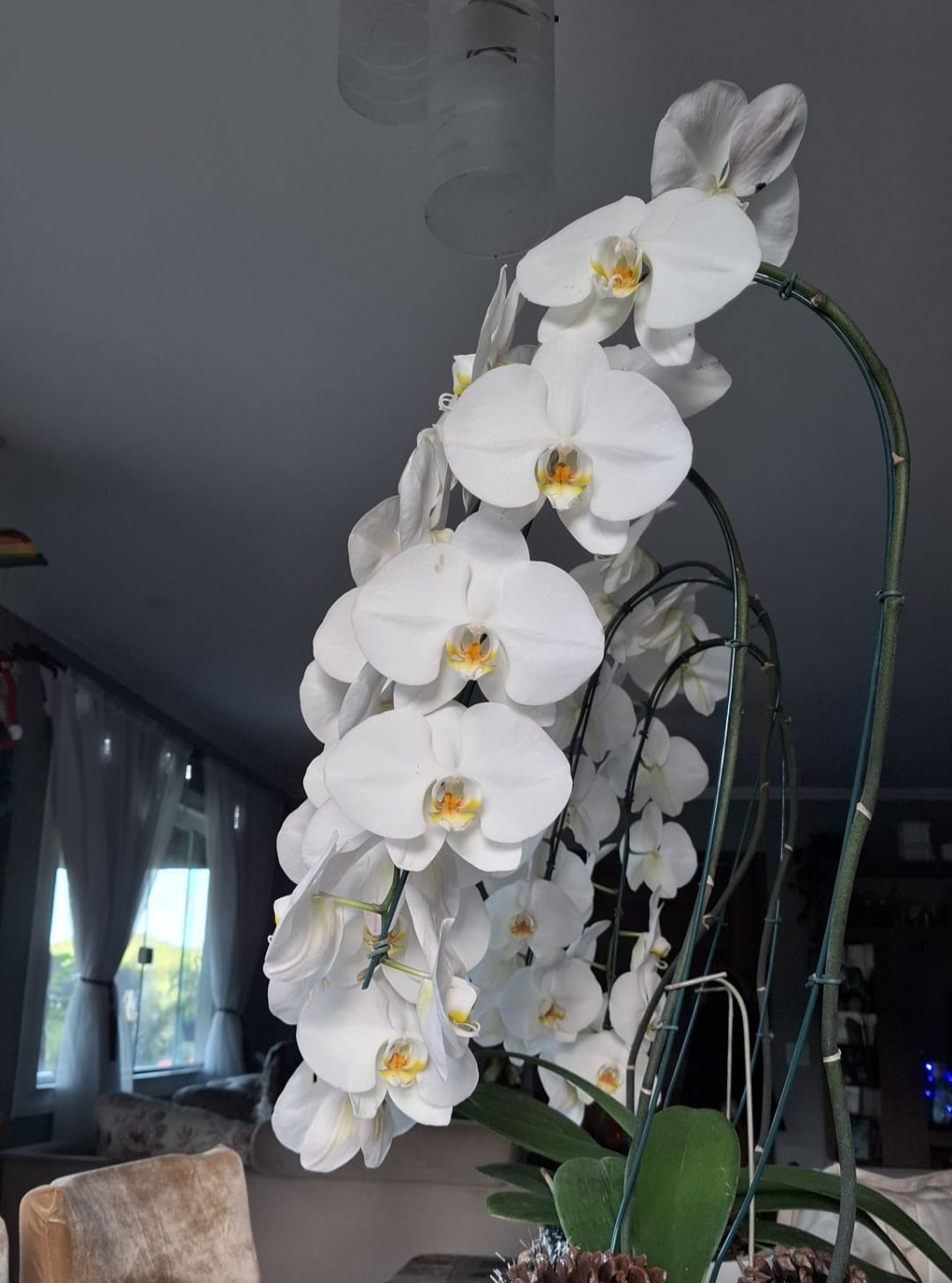 orquidea gigante
